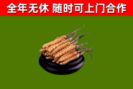 珠海回收冬虫夏草